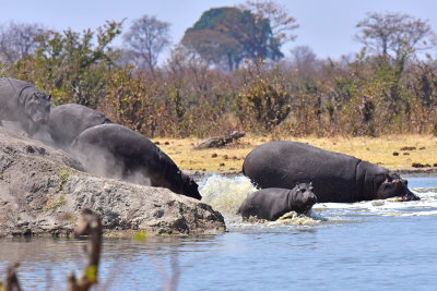 Hippo Rush