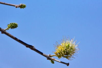 Tree Flower detail