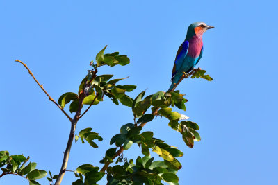 Lilac-Breasted Roller