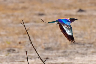 Lilac-Breasted Roller In Flight