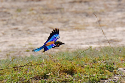 Lilac-Breasted Roller In Flight