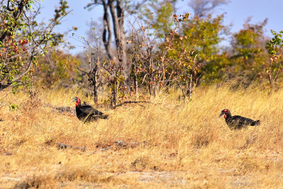 Southern Ground Hornbills