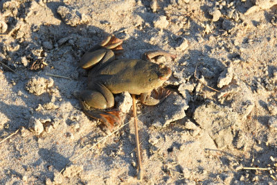 Marsh Frog