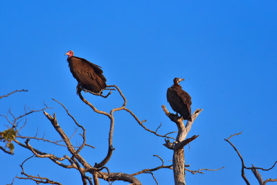 Vultures