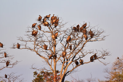 Treed Vultures