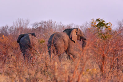 Elephants at Sunset