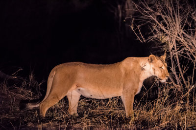 Lion (female)