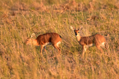 Frisky Steenbok