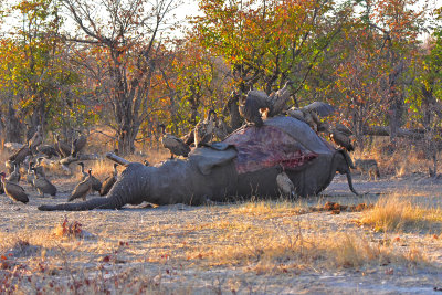 Vultures on Elephant Carcass