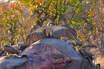Vultures on Elephant Carcass
