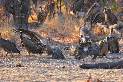 Vultures around Elephant Carcass