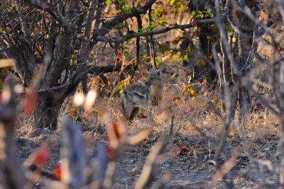 Jackal around Elephant Carcass