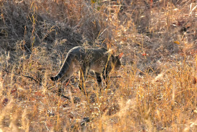 African Wild Cat