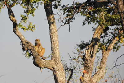 Baboon Sentry