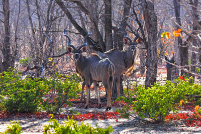 Kudu