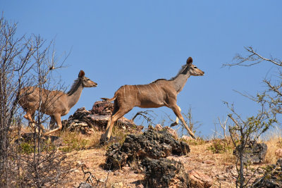 Kudu on the Ridge