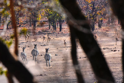 Zebras & Impala Running