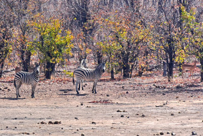 Zebras & Impala Resting