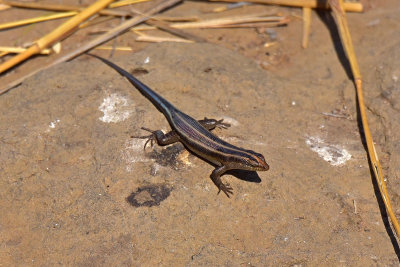 Skink