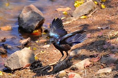 Glossy Starling On Landing