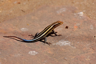 Skink