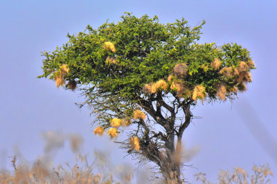 Sausage Tree