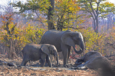 Mud Bathing