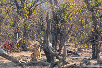 Curious lions - male in background