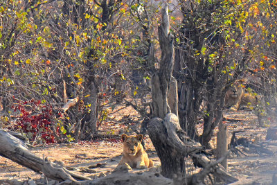 Curious lions - male in background