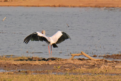 Yellow-billed Stork