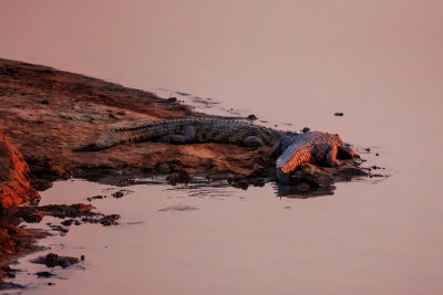 Croc sunset