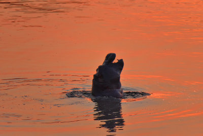 Hippo Sunset