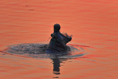 Hippo Sunset