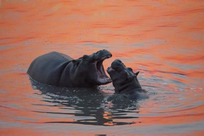 Hippo Sunset
