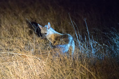 Aardwolf