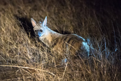 Aardwolf