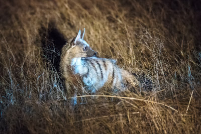 Aardwolf