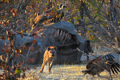 Hyena scavenging