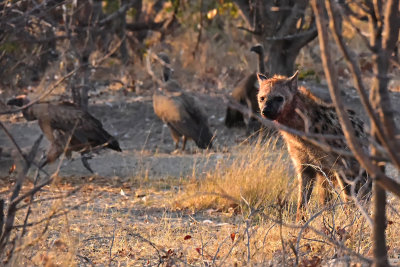 Hyena scavenging