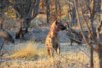 Hyena scavenging