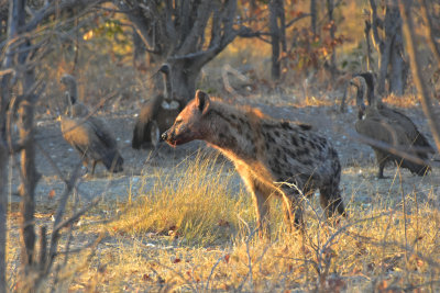 Hyena scavenging