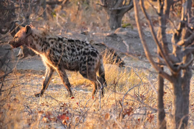 Hyena scavenging