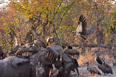 Vultures scavenging