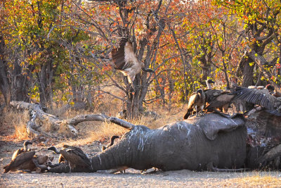 Vultures scavenging