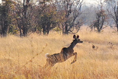  Jumping Kudu