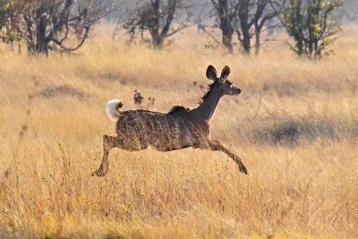  Jumping Kudu