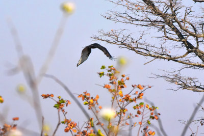 Tawny Eagle in flight