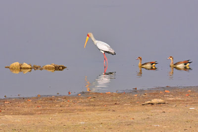 Yellow-billed Stork & Egyptian Geese