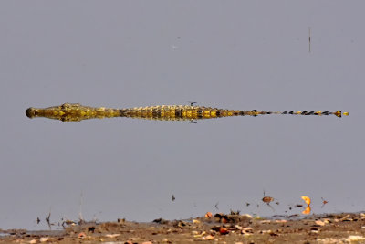 Croc & Dragonfly