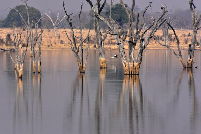 Yellow-billed Stork